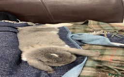 French Lop rabbits for sale: Giant French lop - Image 13