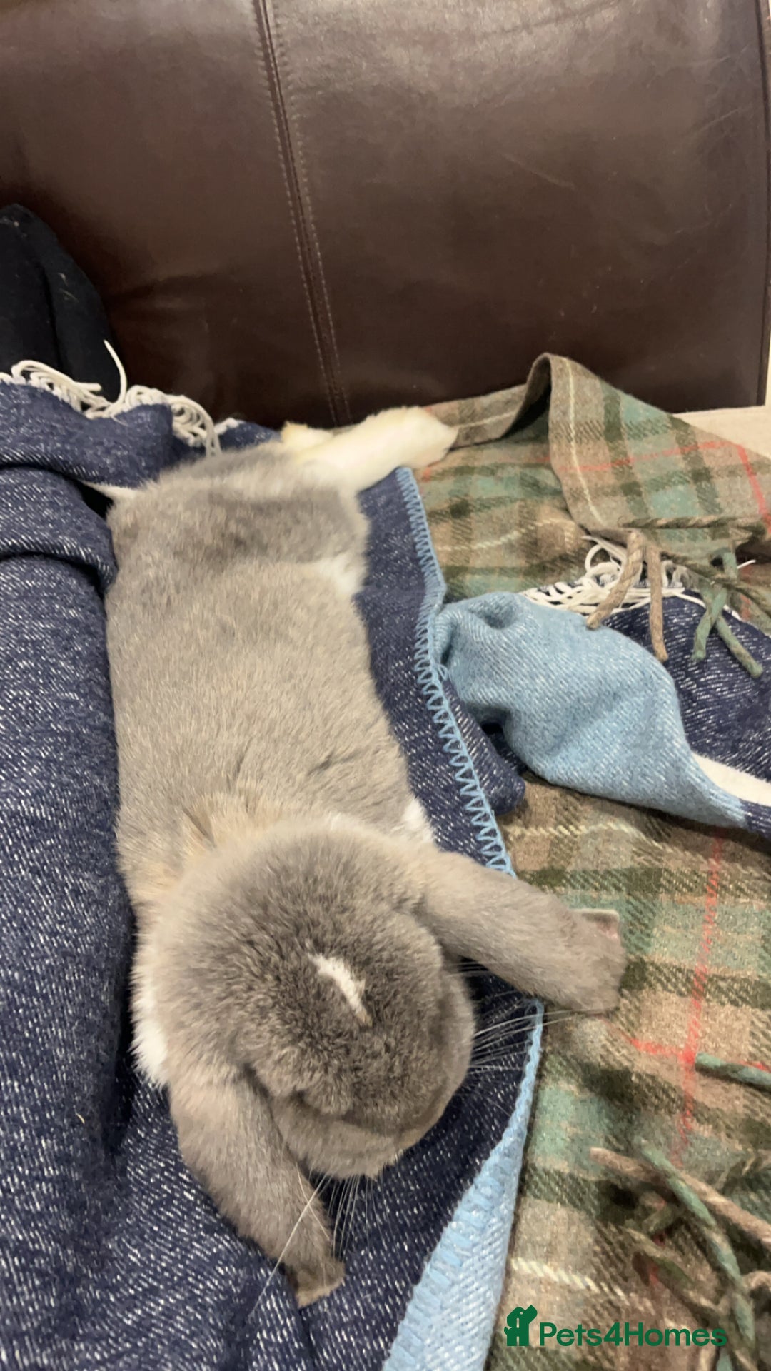 French Lop rabbits for sale: Giant French lop - Image 13