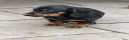 Miniature Dachshund dogs for sale: Dachshund miniature pup - Advert 12