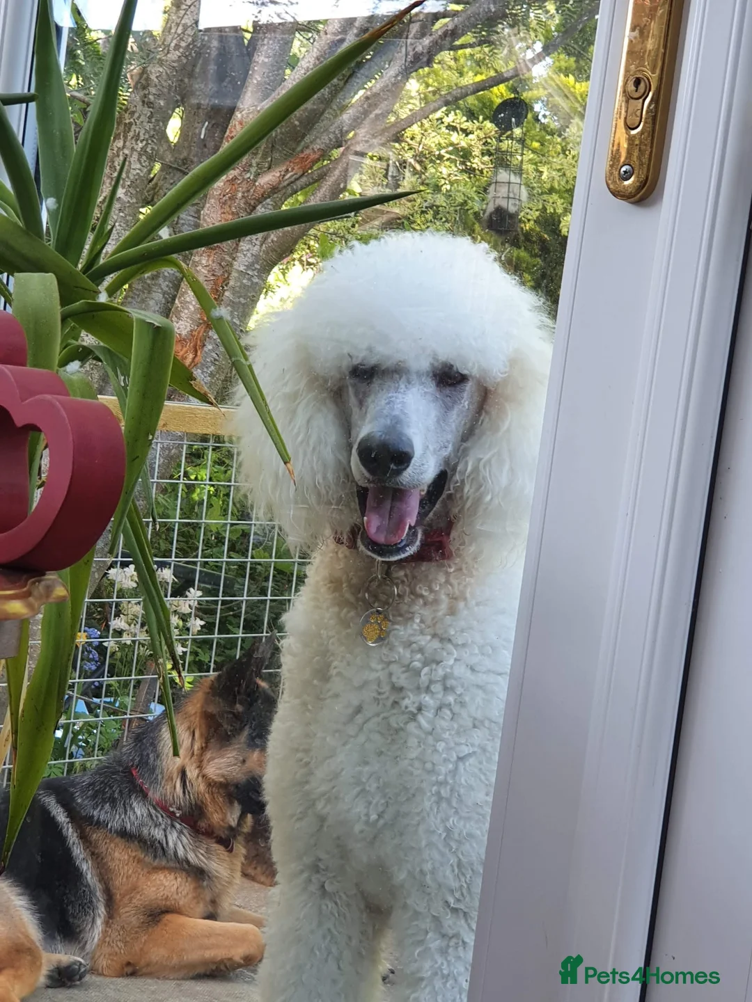 Standard Poodle dogs for stud: KC Registered standard poodle stud - Advert 6