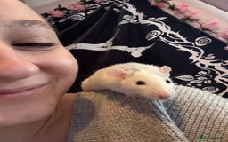 Rat rodents for sale: 2 female dumbo rats for sale  - Image 3