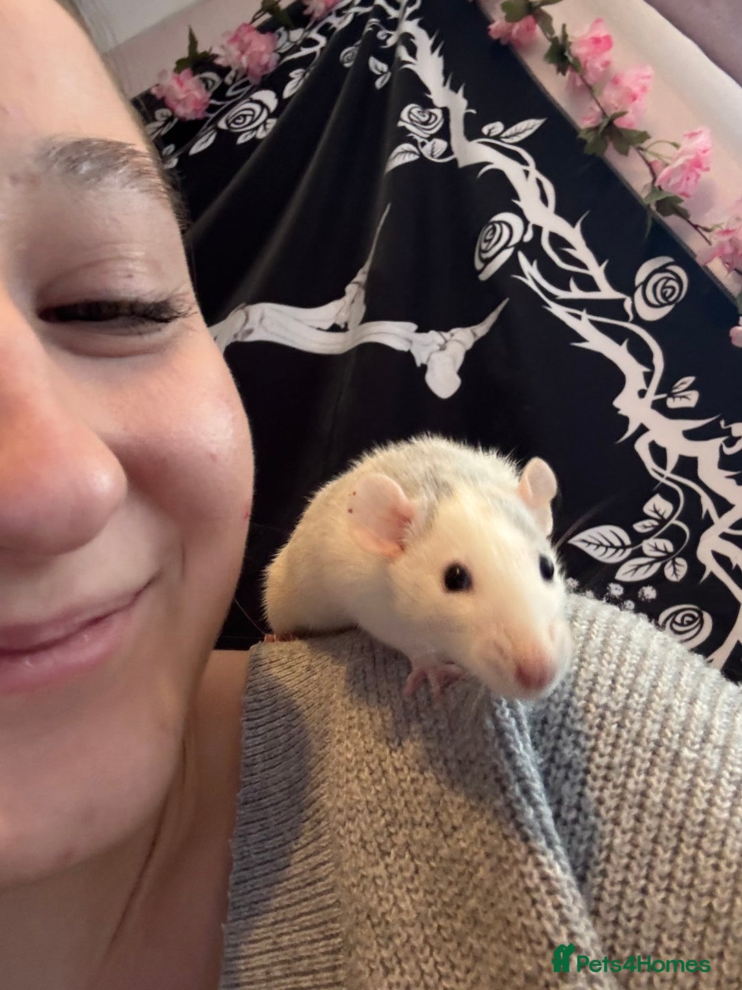 Rat rodents for sale: 2 female dumbo rats for sale  - Image 3