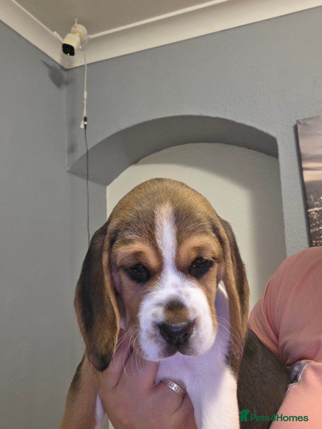 Beagle dogs for sale: Beautiful tri-colored puppies  - Advert 15