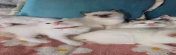 Ragdoll cats for sale: GCCF registered Ragdoll kittens  - Advert 24