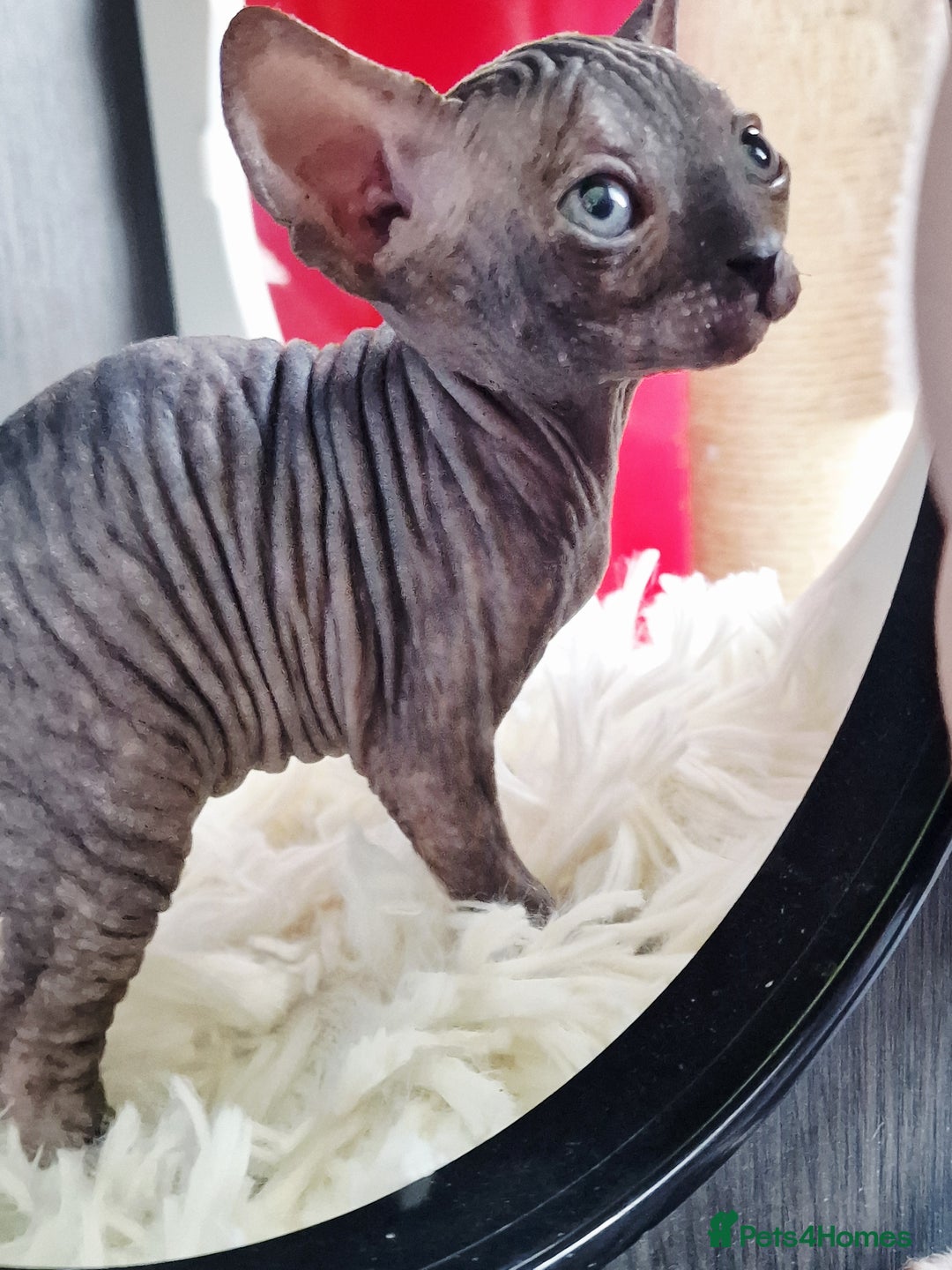 Sphynx cats for sale: Baby sphynx ready for reservation  - Image 17