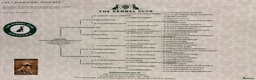 Labrador Retriever dogs for stud: FTCH and FTW parentage Labrador at Stud - Advert 13
