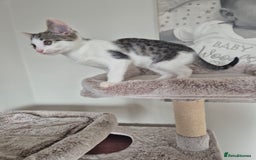 Bengal cats for sale: Male bengal cross - Image 3
