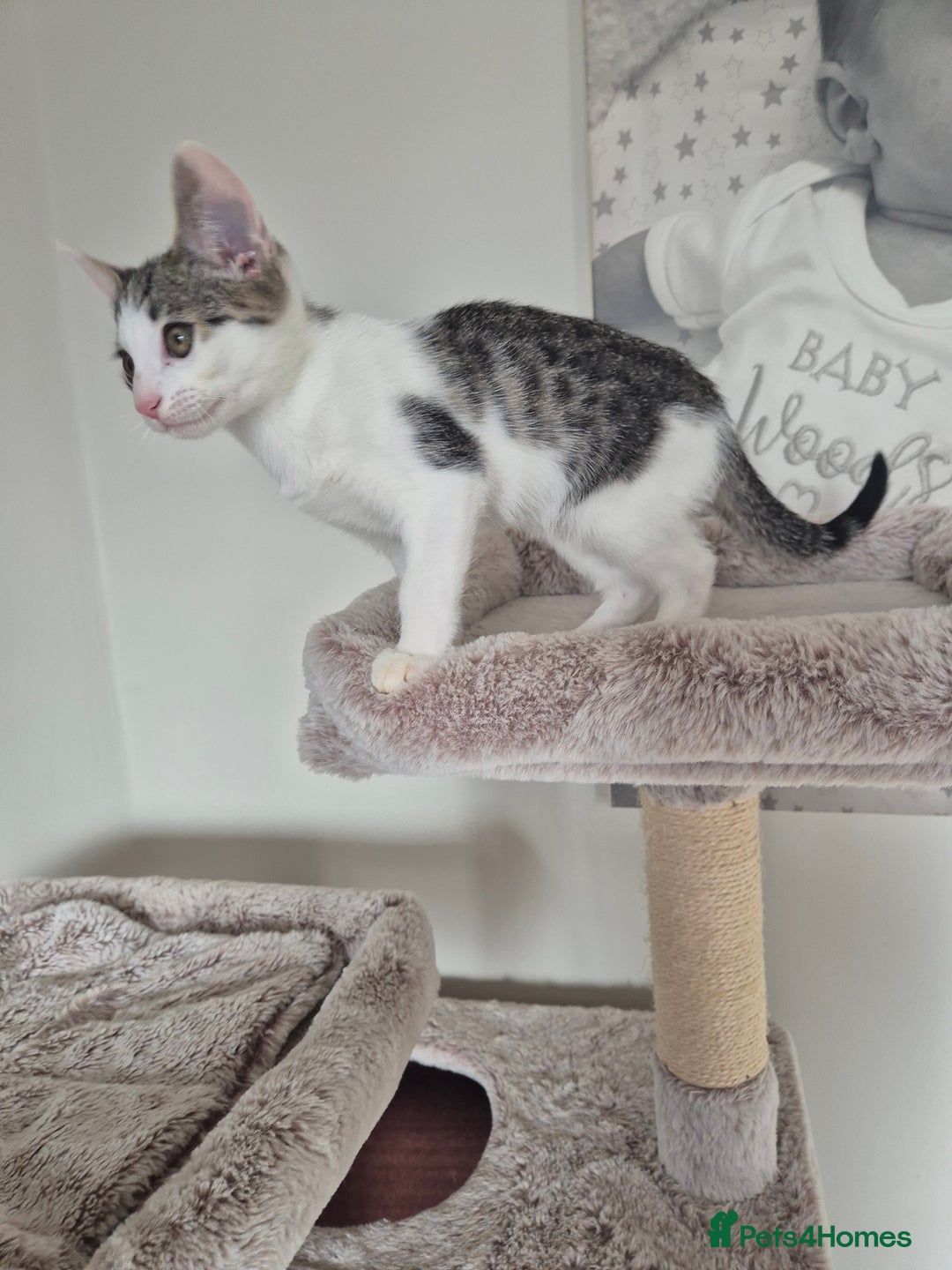 Bengal cats for sale: Male bengal cross - Image 3