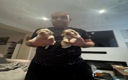 Cocker Spaniel dogs for sale: Cocker spaniel Puppies  - Advert 24