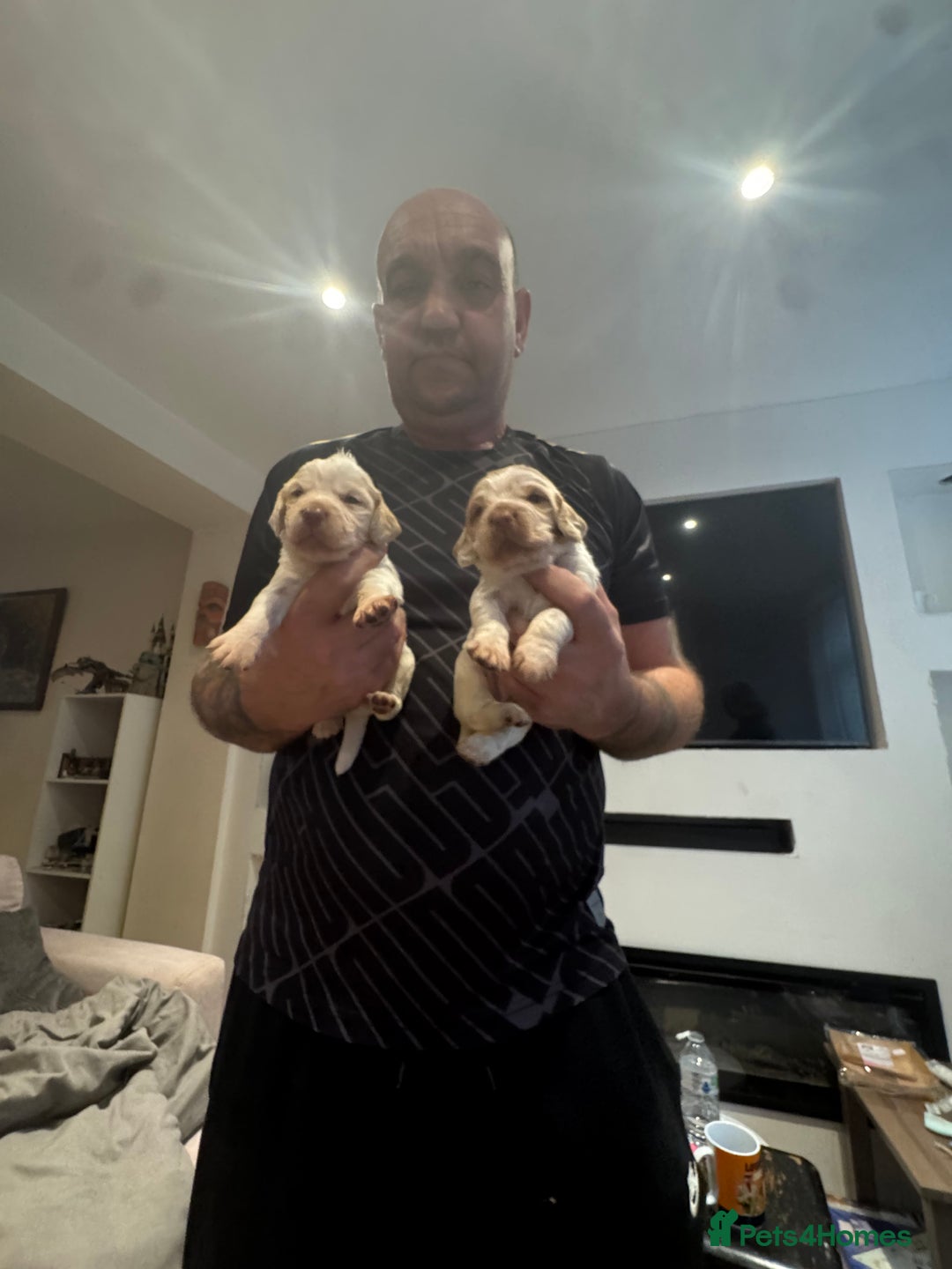 Cocker Spaniel dogs for sale: Cocker spaniel Puppies  - Advert 24