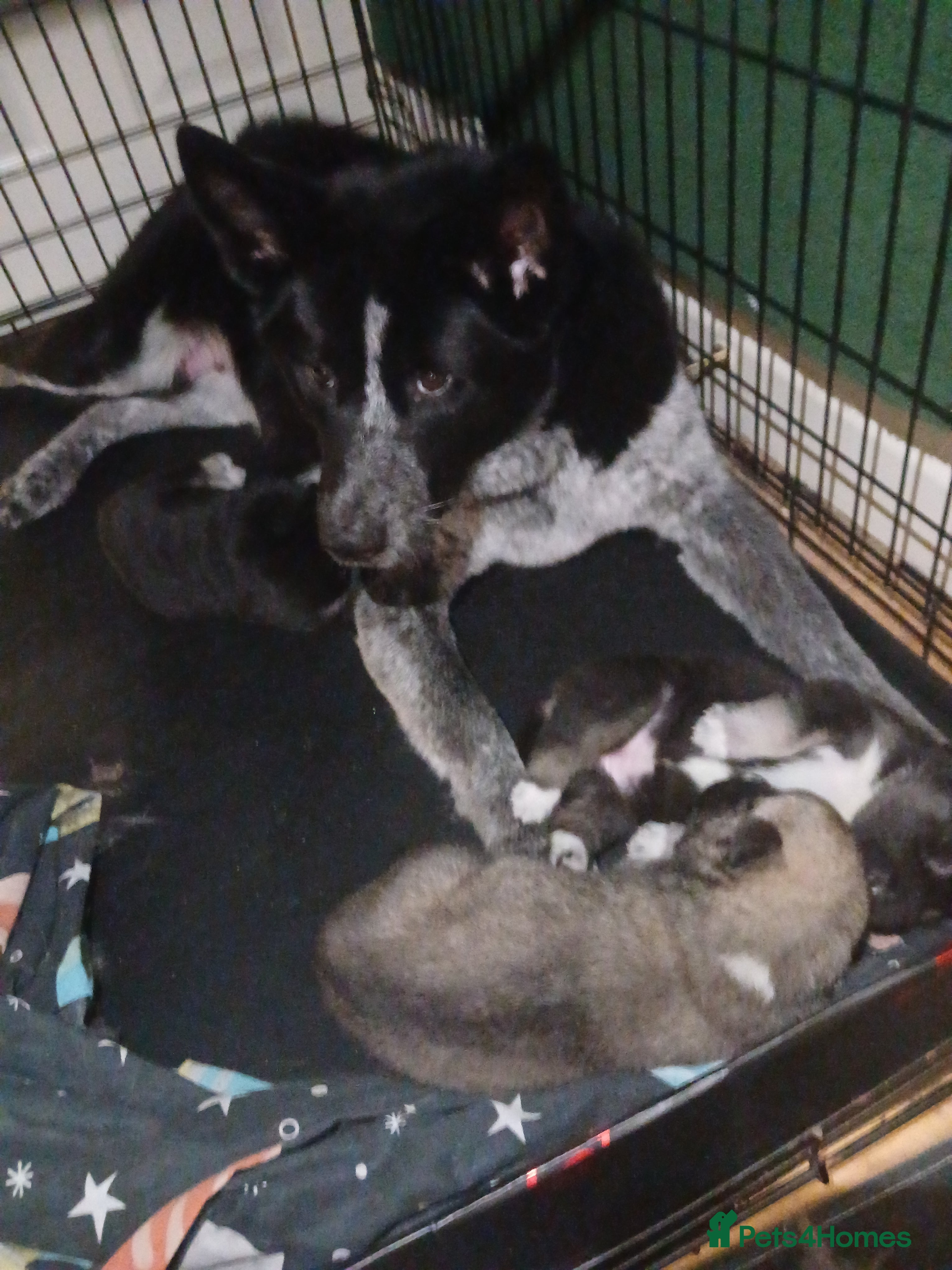 Huskita dogs Beautiful Huskita puppies - Advert 7