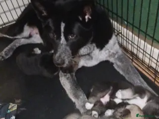 Huskita dogs Beautiful Huskita puppies - Advert 2