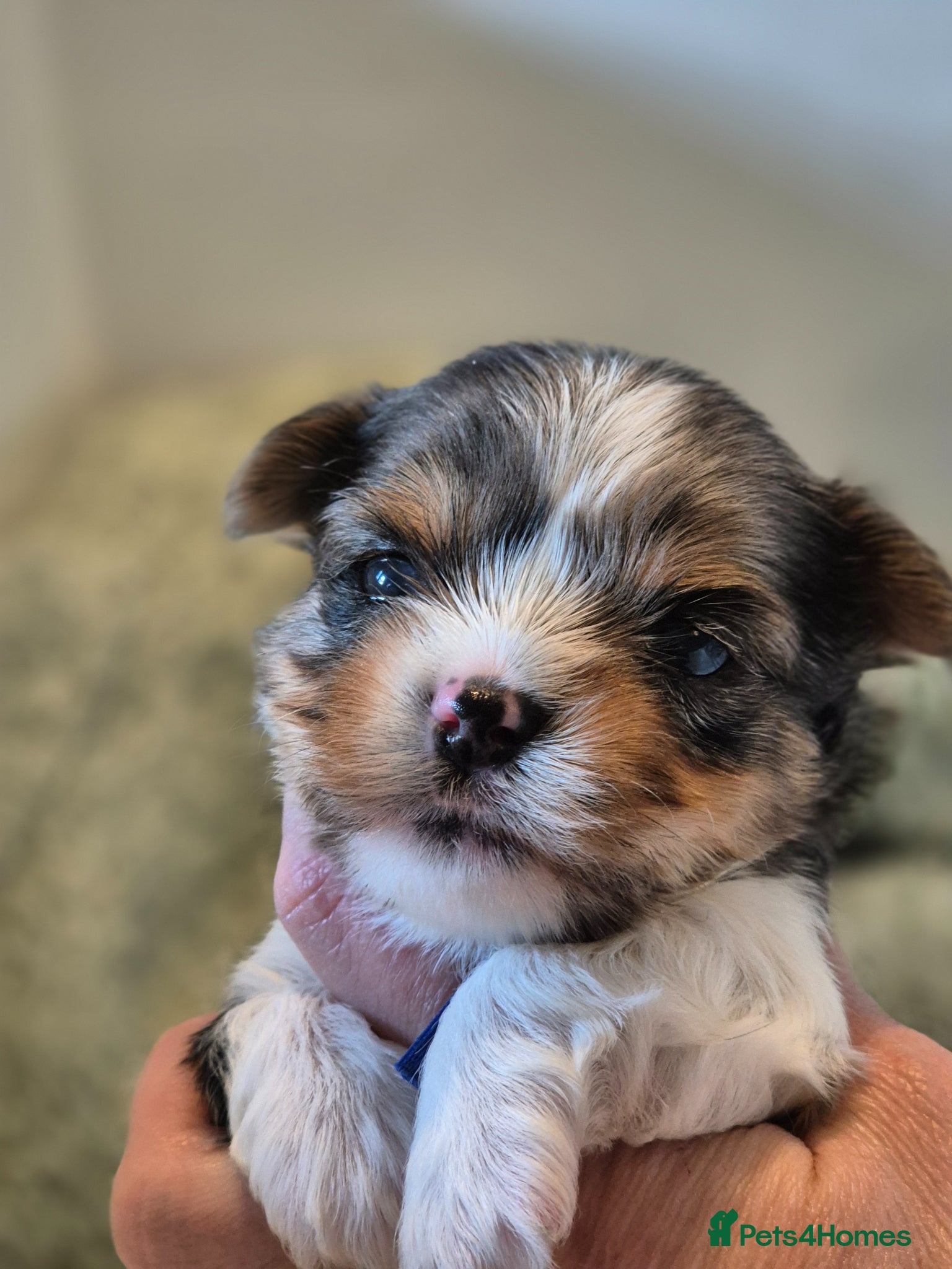 Yorkshire Terrier dogs Blueberry Yorkshire Terrier male puppies  - Advert 8