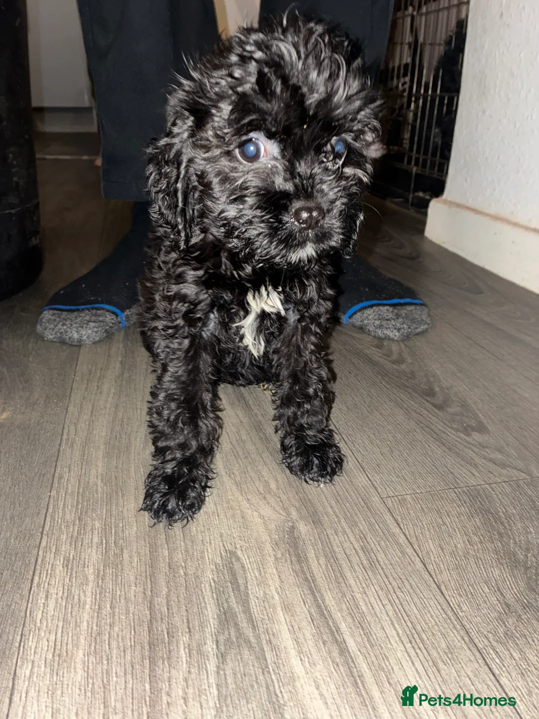 Shih Tzu dogs for sale: Cock-a-tzu  - Advert 2