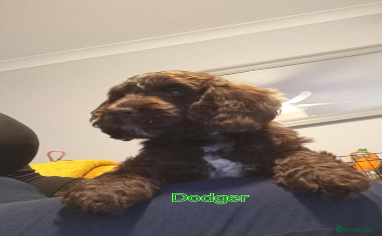 Mixed Breed dogs - Advert 1