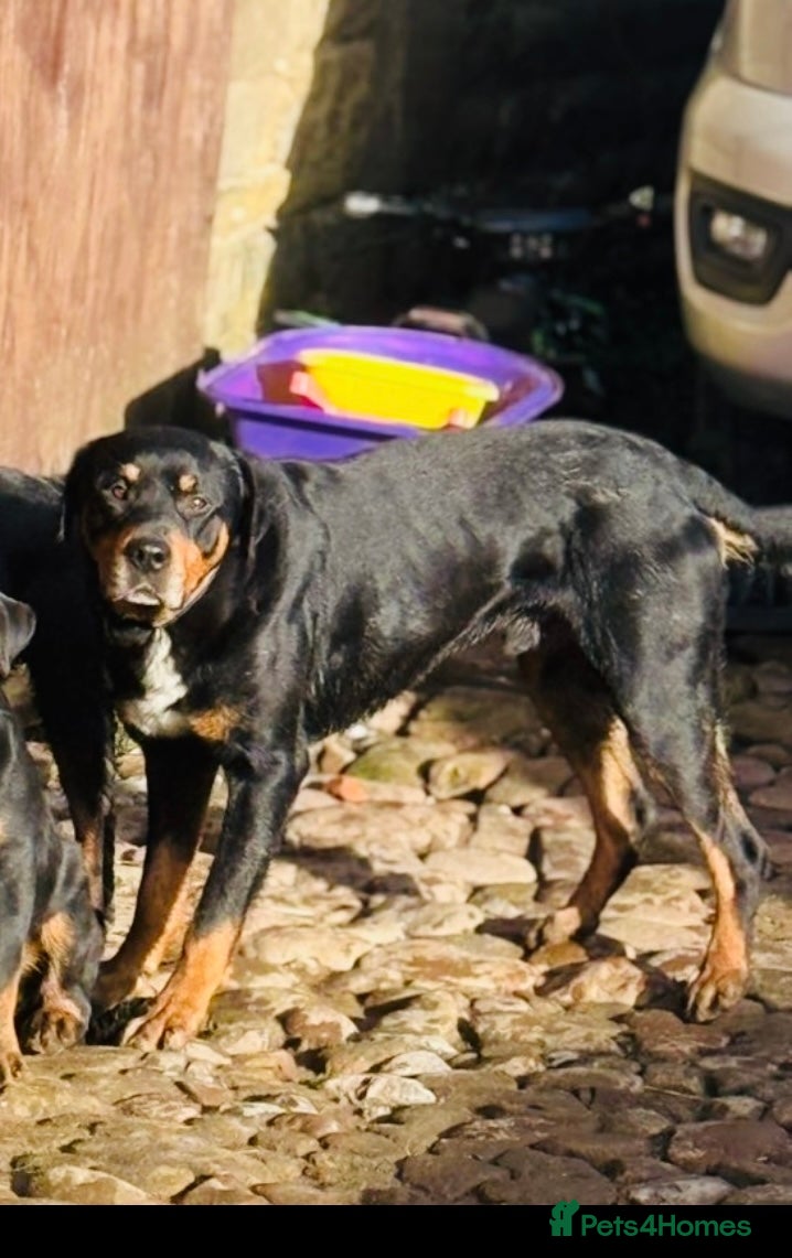 Mixed Breed dogs Male Rottweiler for sale  - Advert 1