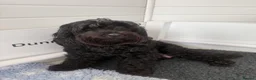 Cockapoo dogs for sale: Stunning F1B Cockapoos - Advert 11