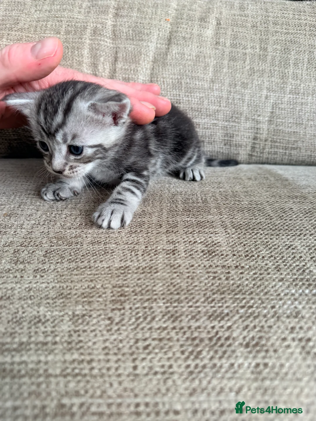 Maine Coon cats for sale: Gorgeous Fluffy Maine Coon Kittens  - Advert 27