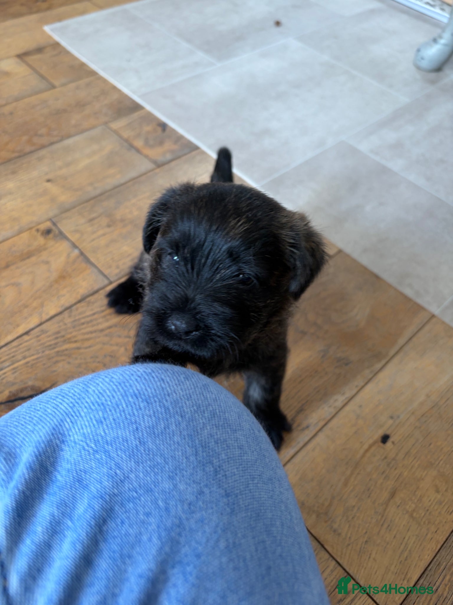 Cairn Terrier dogs for sale: Cairn Terrier Puppies in Doncaster - Advert 6