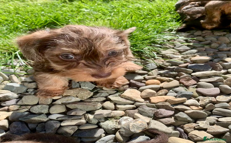 Miniature Dachshund dogs - Advert 2