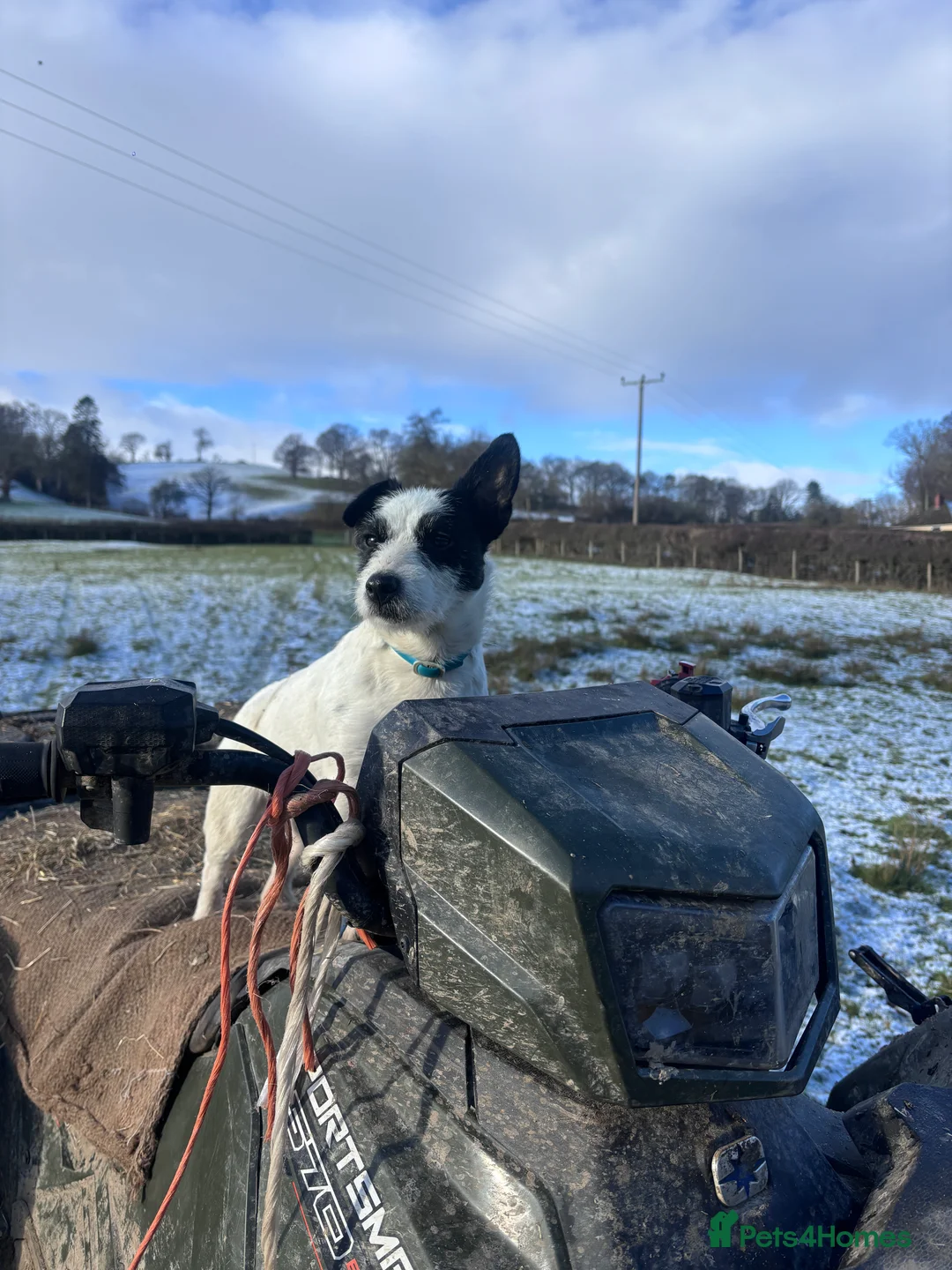 Patterjack dogs for sale: Gorgeous Terrier Pups For Sale - Advert 2