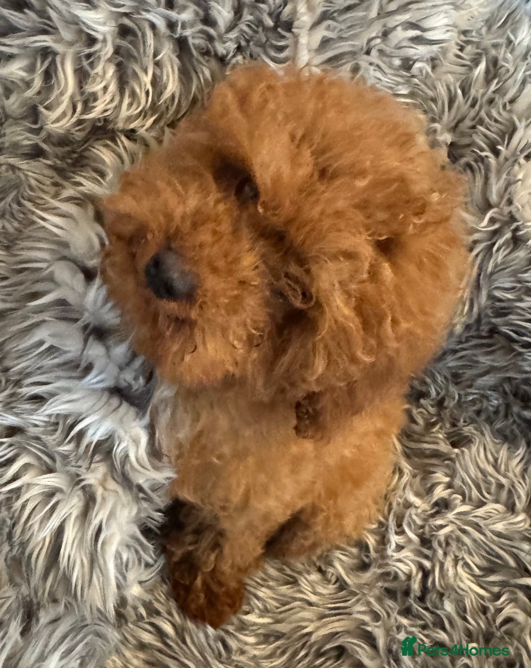 Toy Poodle dogs for sale: Red KC Toy Poodle Puppies. Ready Now!!  - Image 6