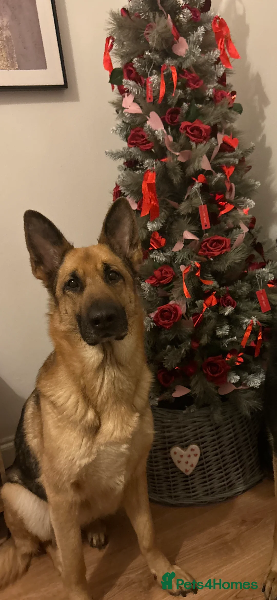 German Shepherd dogs for sale: Beautiful German shepherd pups **DM Clear!** - Advert 7