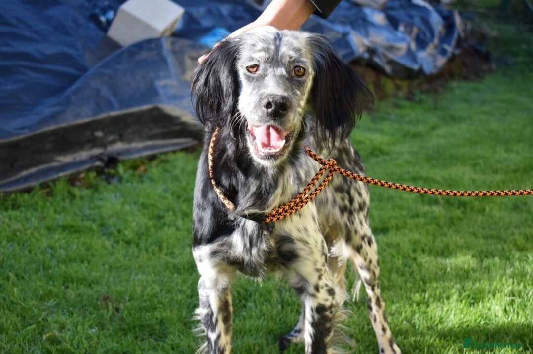 English Setter dogs for adoption: Beltz - Advert 11