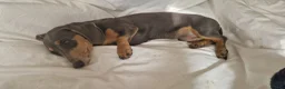 Miniature Dachshund dogs for sale: 6 month full male  Blue and Tan in Horncastle - Advert 2