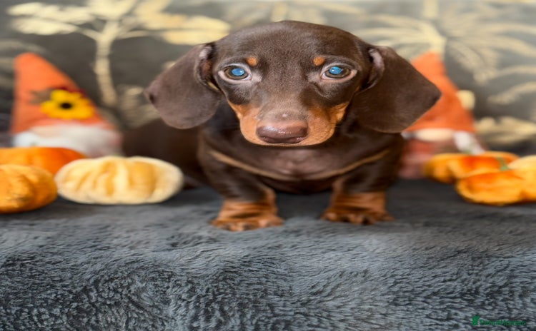Miniature Dachshund dogs - Advert 3