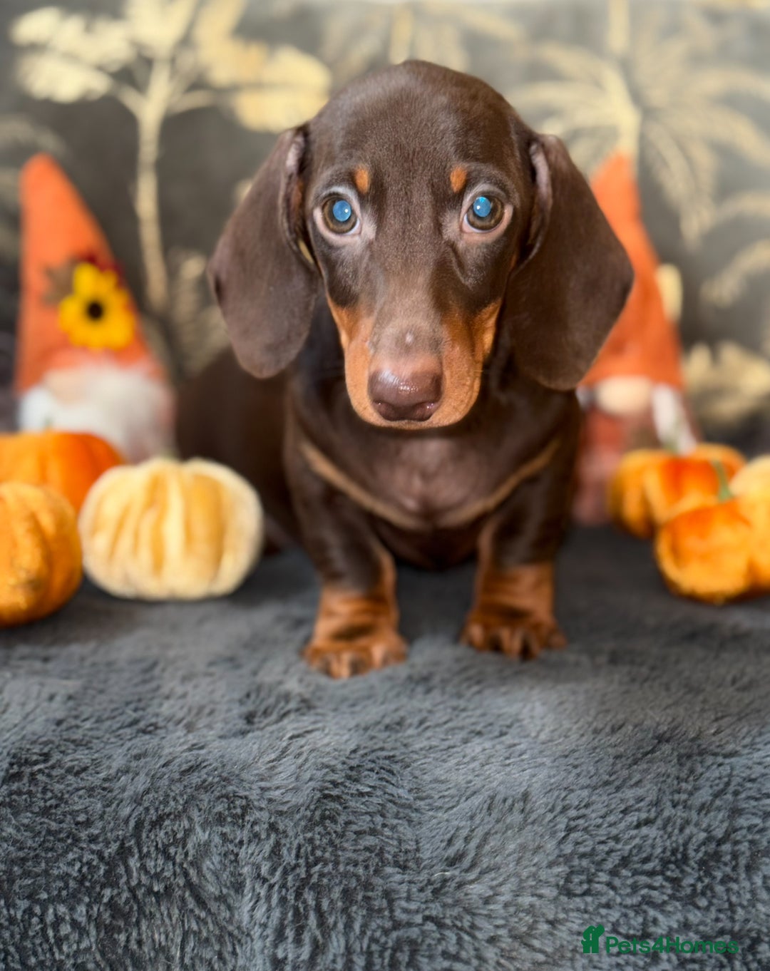 Miniature Dachshund dogs for sale: 🩷 Adorable Miniature Dachshund Puppies💙 - Image 1