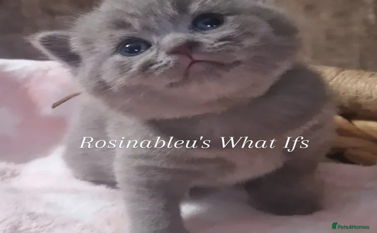 British Shorthair cats - Advert 3
