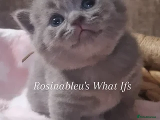 British Shorthair cats - Advert 17