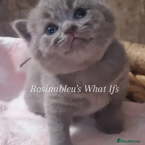 British Shorthair cats - Advert 3