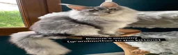 Maine Coon cats for sale: 💗RARE💗Imported lines, exceptional MC kittens😻⭐️ - Advert 9