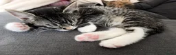 Mixed Breed cats for sale: Fluffy Cuddly Kittens  in Daventry - Advert 8