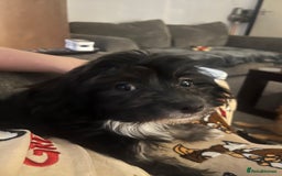 Mixed Breed dogs for sale: One puppy  14 weeks old - Image 1