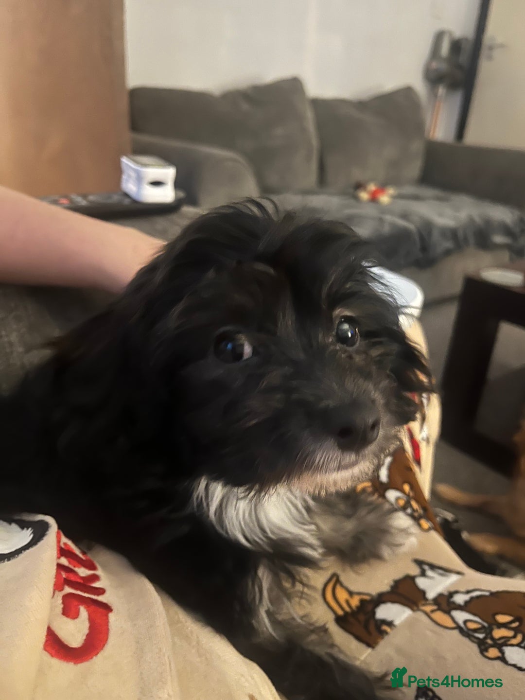 Mixed Breed dogs for sale: One puppy  14 weeks old - Image 1