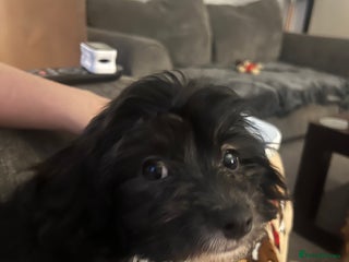 Mixed Breed dogs - Advert 4