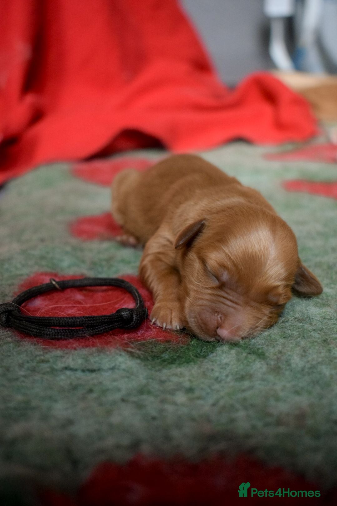 Golden Retriever dogs Working Golden Retriever Puppies - Advert 7