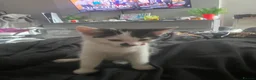 Mixed Breed cats for sale: 14 week old kitten - Advert 5