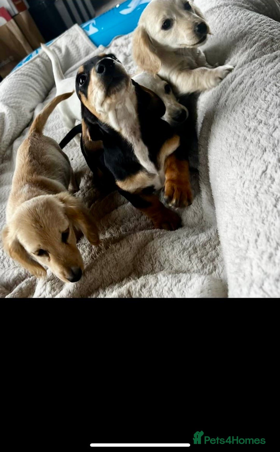 Miniature Dachshund dogs for sale: ♦️Mixed Cream Litter 🐶🌟 - Image 10