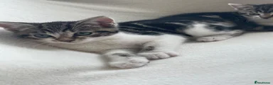 Mixed Breed 5