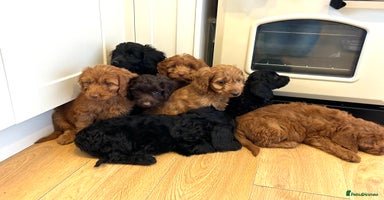 Cockapoo dogs - Advert 11