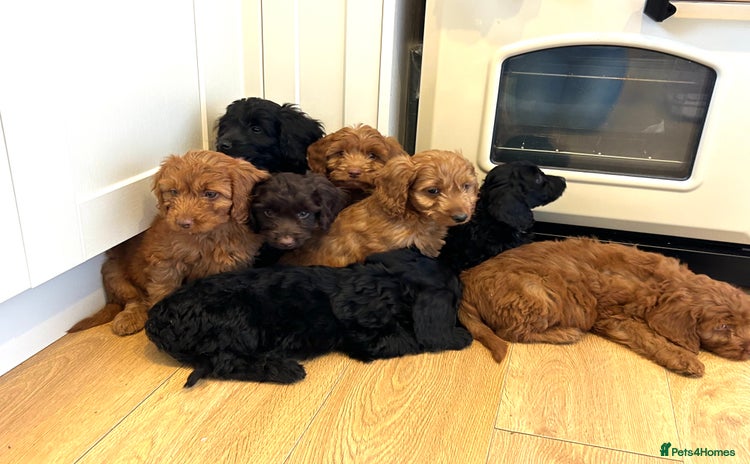 Cockapoo dogs - Advert 3