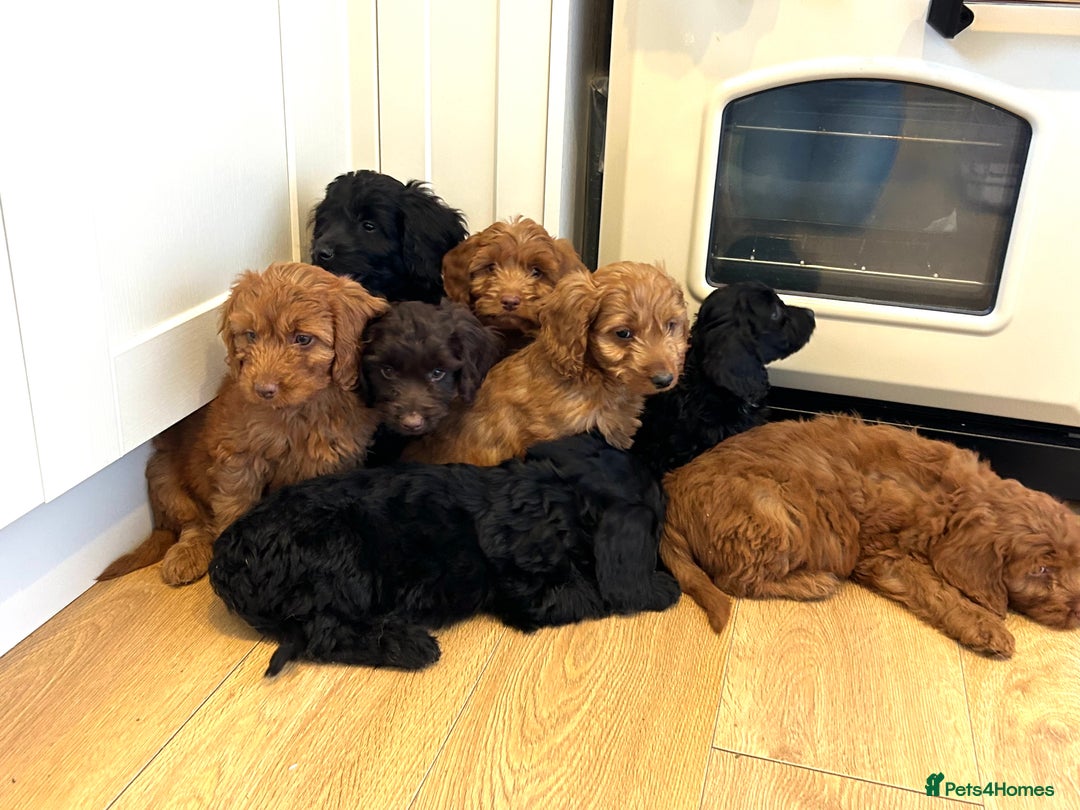 Cockapoo dogs for sale: Beautiful miniature Teddybear Cockapoo  puppies  - Image 2