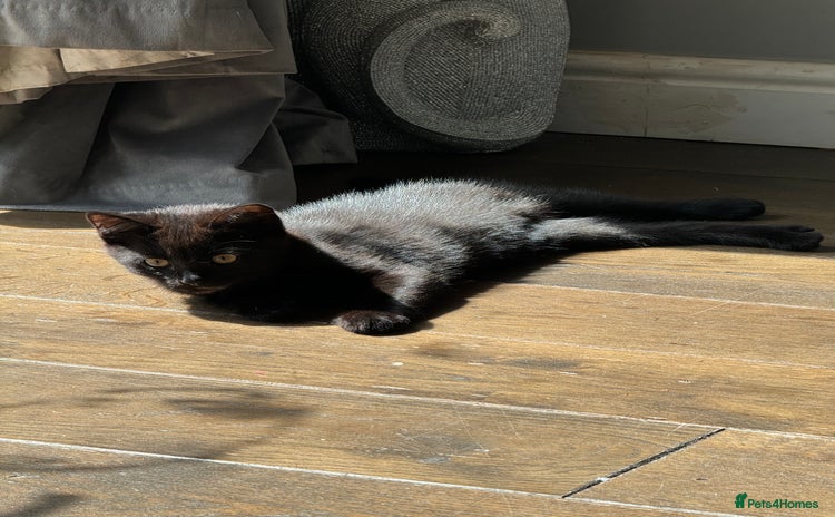 Mixed Breed cats - Advert 7