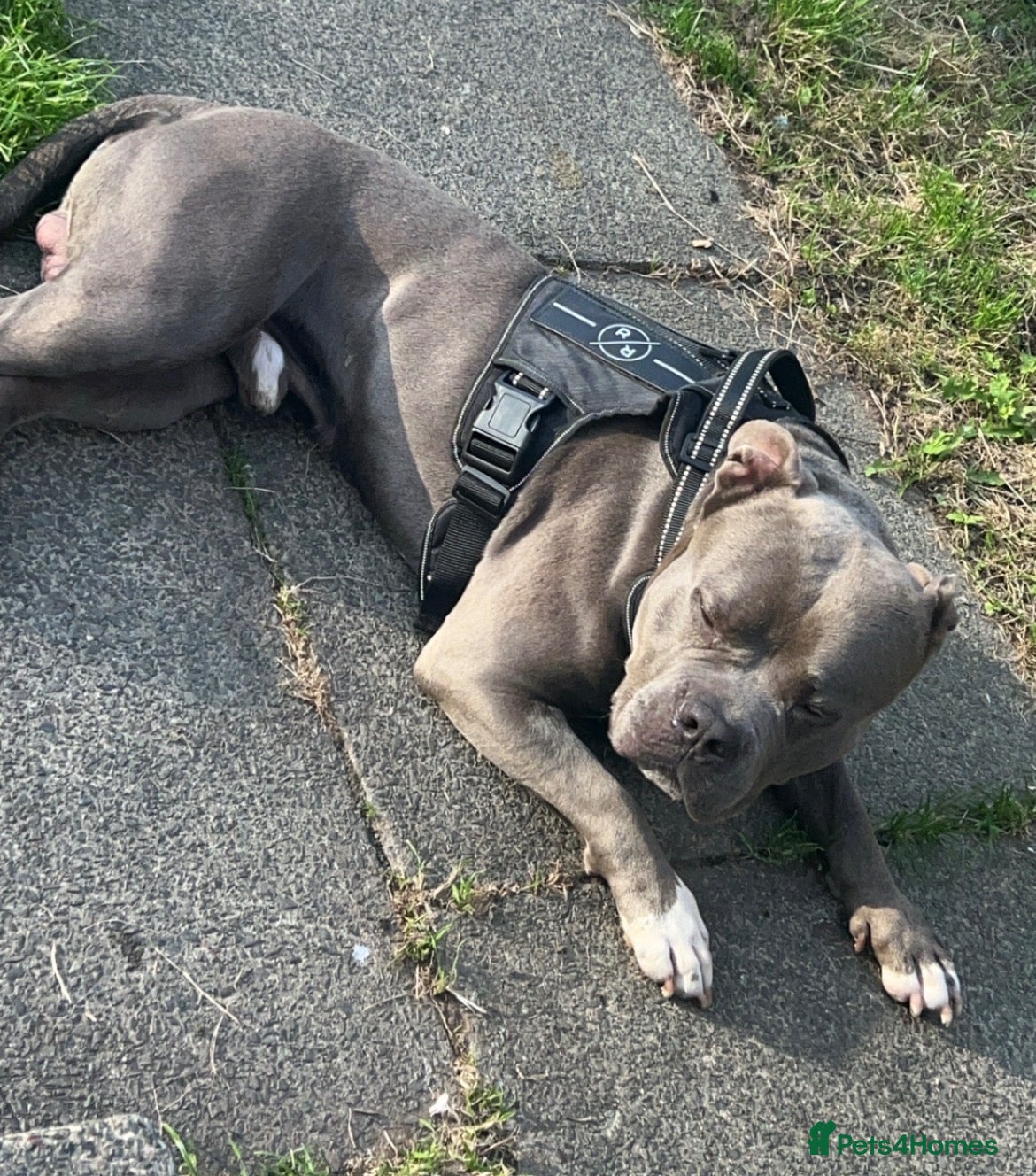 Staffordshire Bull Terrier dogs 💙 Tyson the American bully 💙 - Advert 4