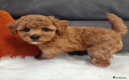 Cockapoo dogs for sale: Adorable best friend pups, sold fully vaccinated - Image 34