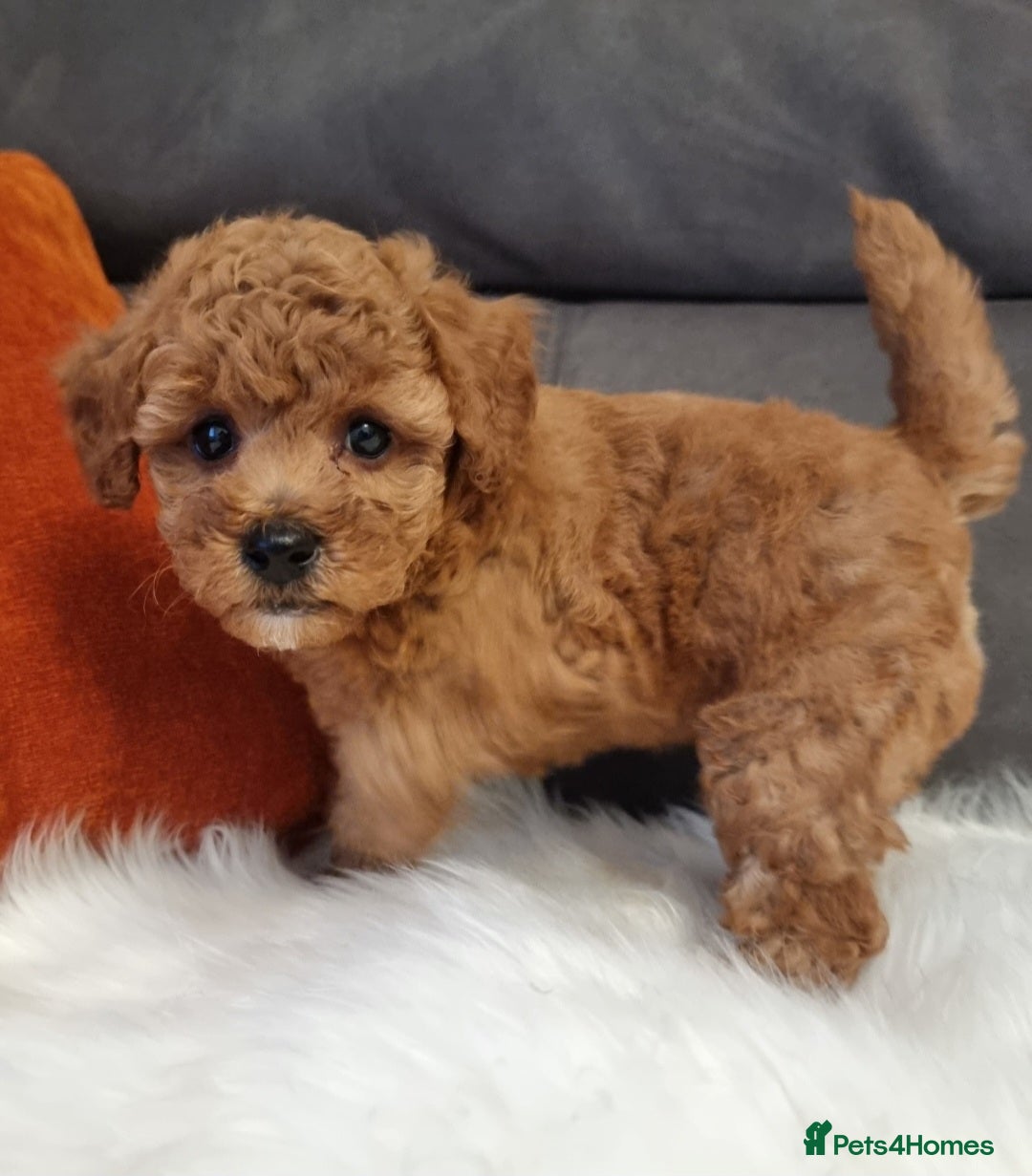 Cockapoo dogs for sale: Adorable best friend pups, sold fully vaccinated - Image 34